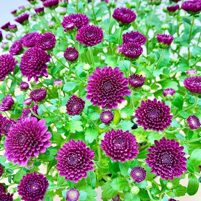 Хризантема кустовая бордовая в горшке