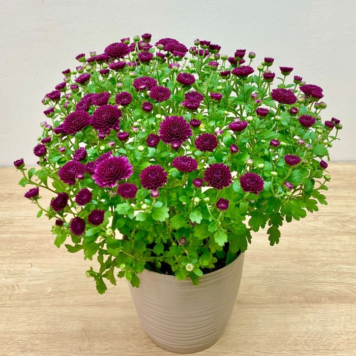 Хризантема кустовая бордовая в горшке