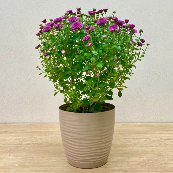 Хризантема кустовая фиолетовая в горшке