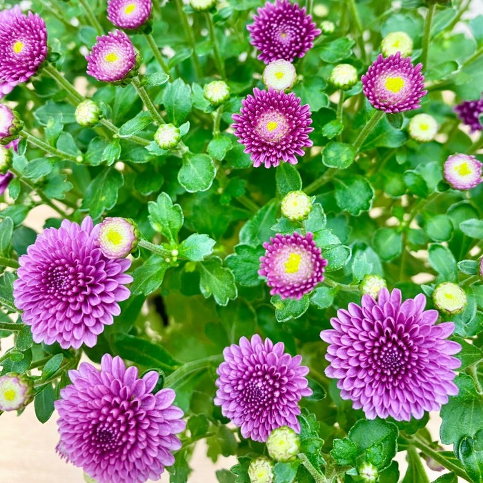 Хризантема кустовая фиолетовая в горшке