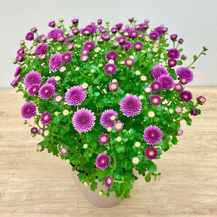 Хризантема кустовая фиолетовая в горшке