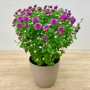 Хризантема кустовая фиолетовая в горшке