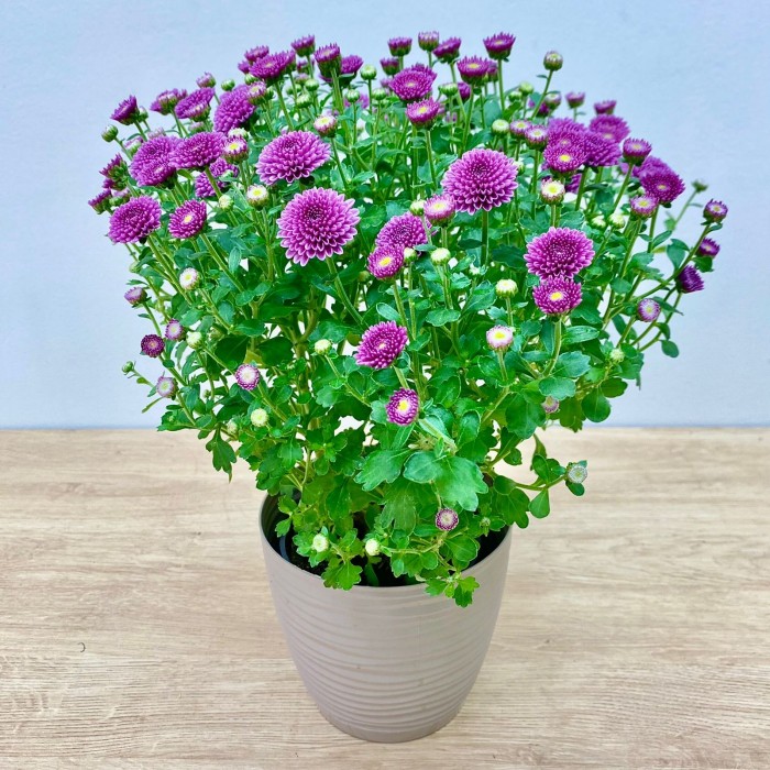 Хризантема кустовая фиолетовая в горшке