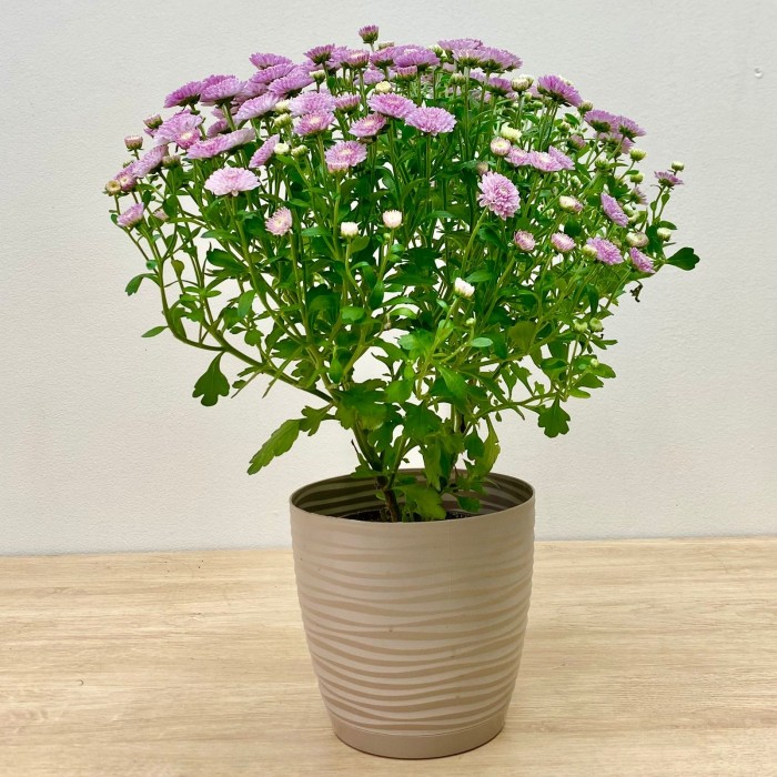 Хризантема кустовая сиреневая в горшке