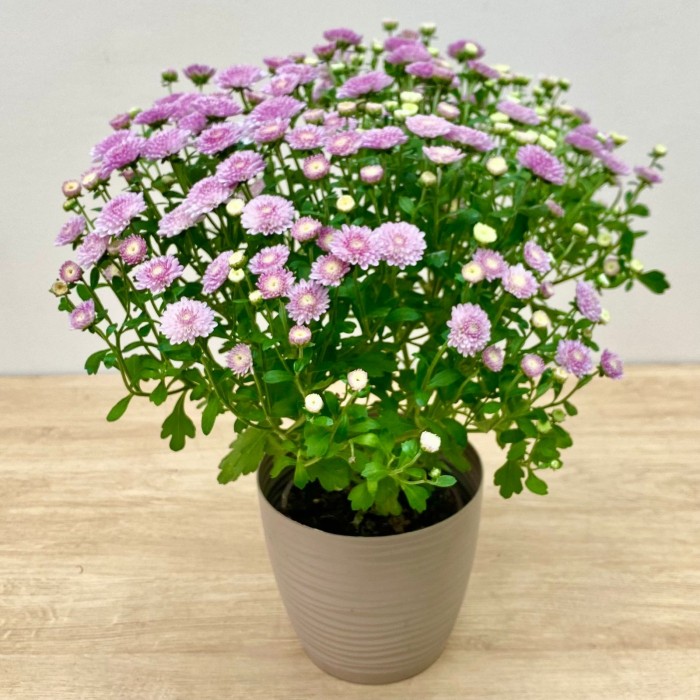 Хризантема кустовая сиреневая в горшке