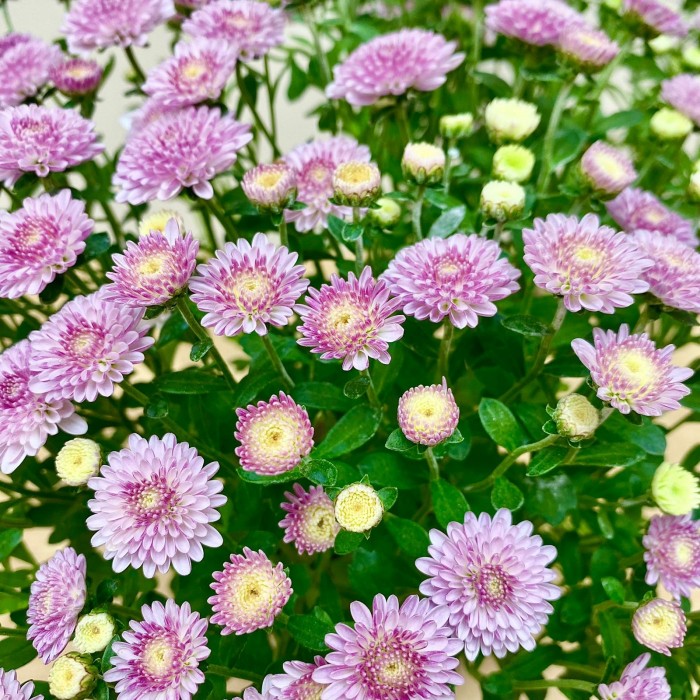 Хризантема кустовая сиреневая в горшке