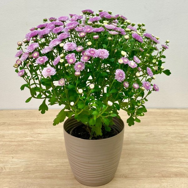 Хризантема кустовая сиреневая в горшке