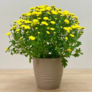 Хризантема кустовая жёлтая в горшке