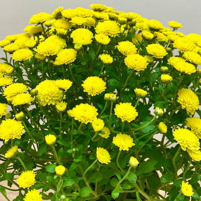 Хризантема кустовая жёлтая в горшке