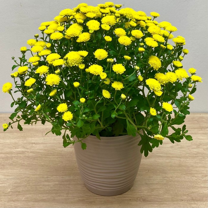 Хризантема кустовая жёлтая в горшке
