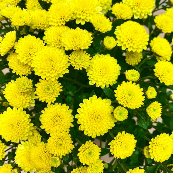 Хризантема кустовая жёлтая в горшке