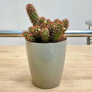 Кактус Маммиллярия Элонгата