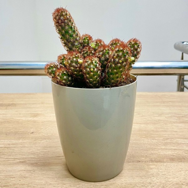 Кактус Маммиллярия Элонгата