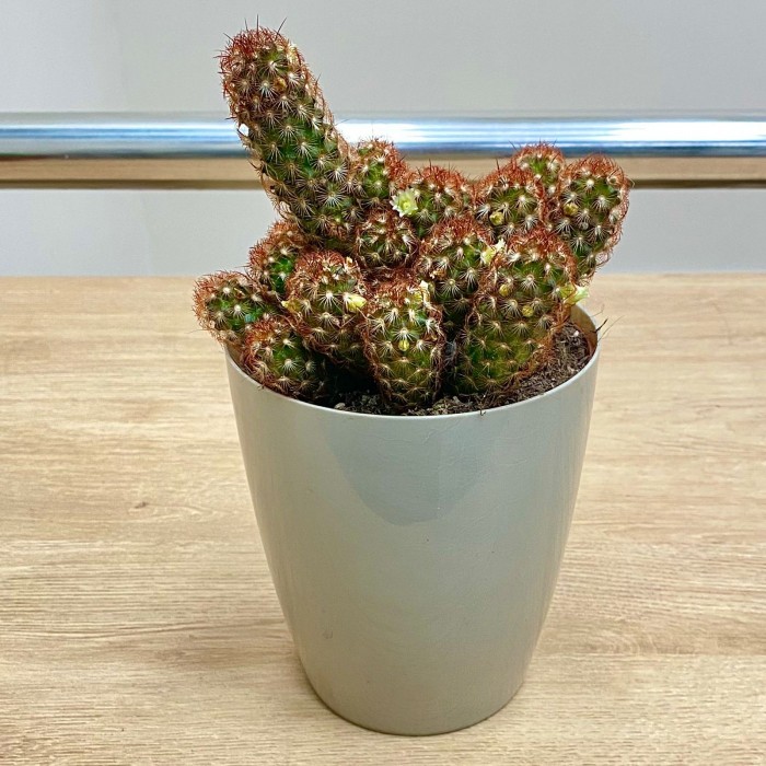 Кактус Маммиллярия Элонгата