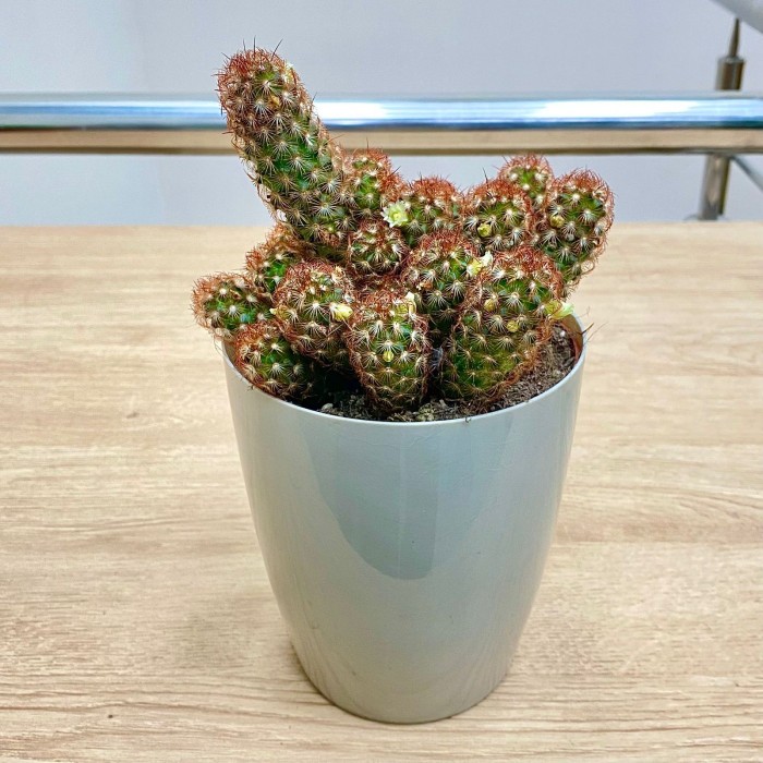 Кактус Маммиллярия Элонгата