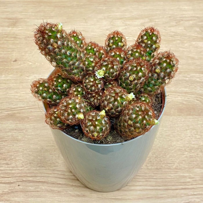 Кактус Маммиллярия Элонгата