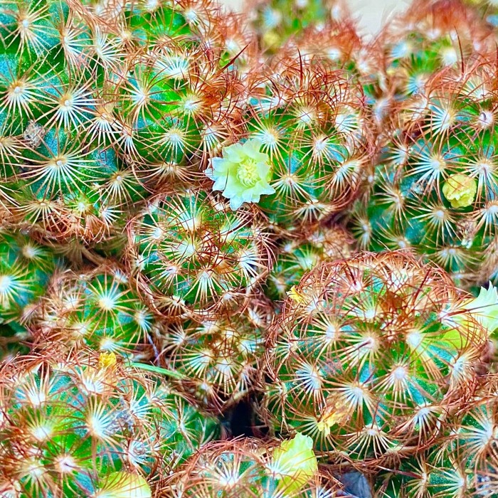 Кактус Маммиллярия Элонгата