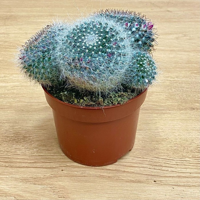 Кактус маммиллярия ханиана