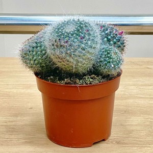 Кактус маммиллярия ханиана