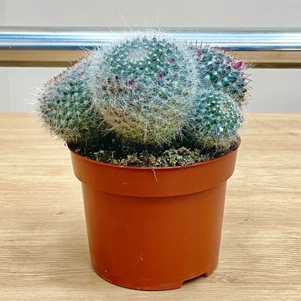 Кактус маммиллярия ханиана