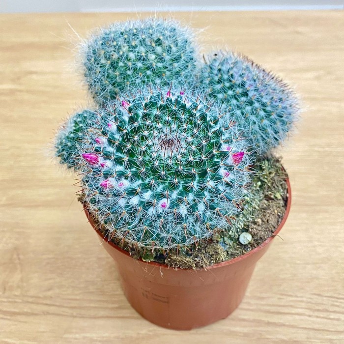 Кактус маммиллярия ханиана