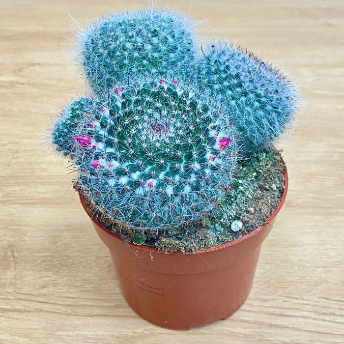 Кактус маммиллярия ханиана