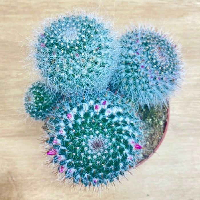 Кактус маммиллярия ханиана