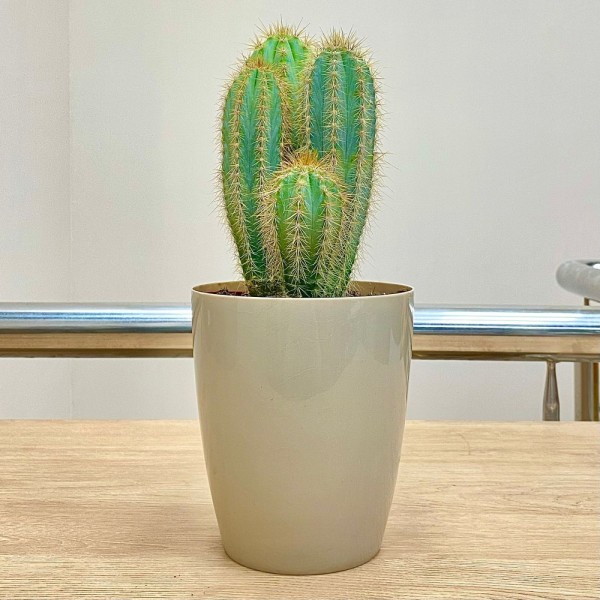 Кактус Пилозоцереус голубой