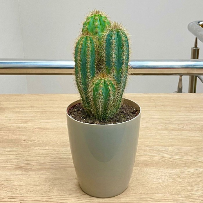 Кактус Пилозоцереус голубой