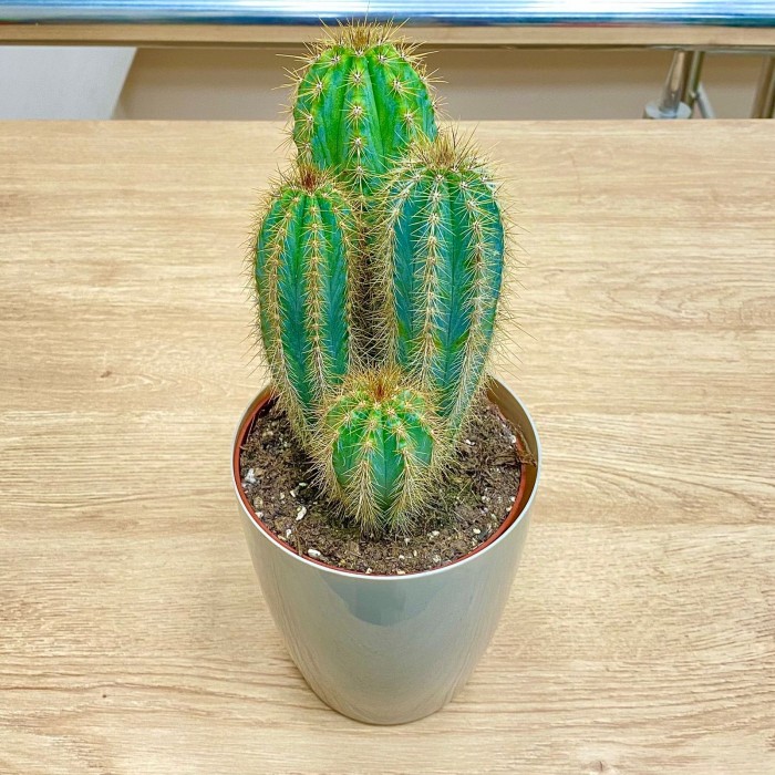 Кактус Пилозоцереус голубой