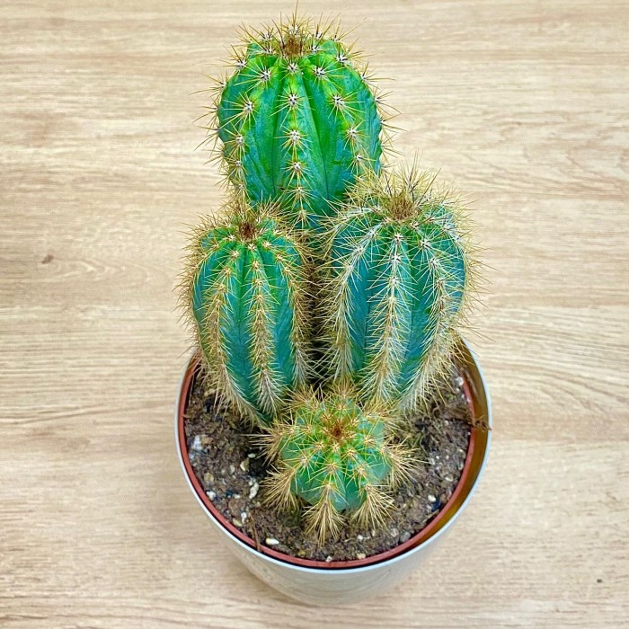 Кактус Пилозоцереус голубой