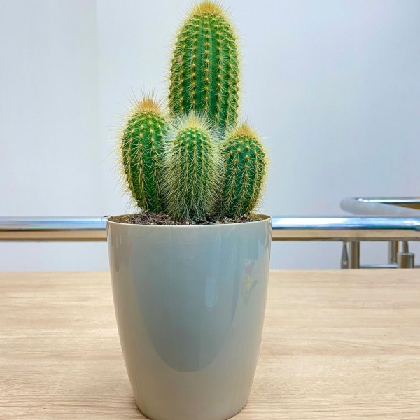 Кактус пилозоцереус зеленый