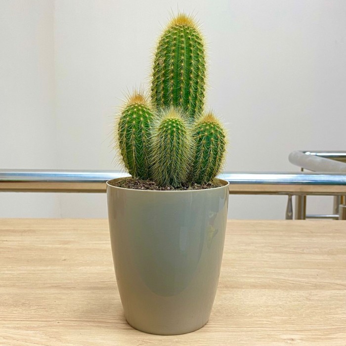 Кактус пилозоцереус зеленый