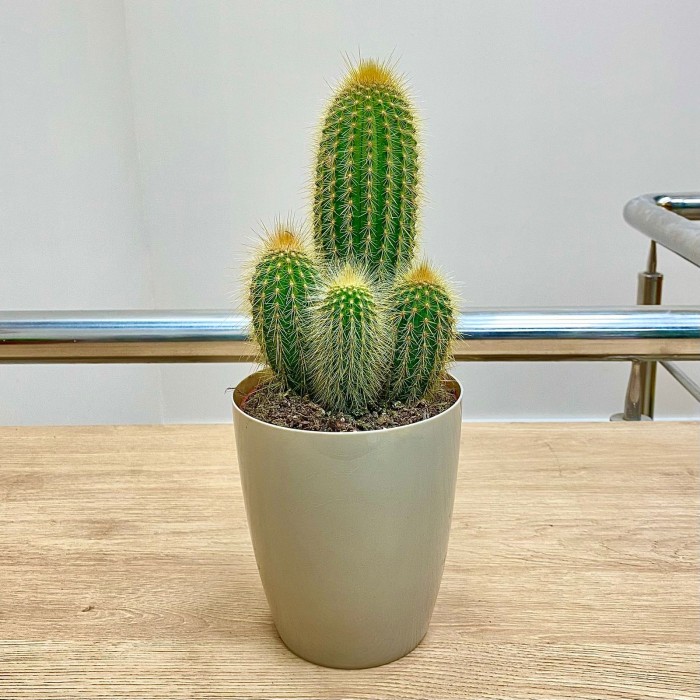 Кактус пилозоцереус зеленый