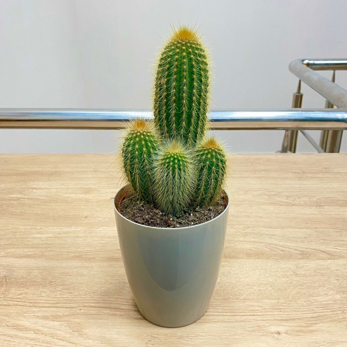 Кактус пилозоцереус зеленый