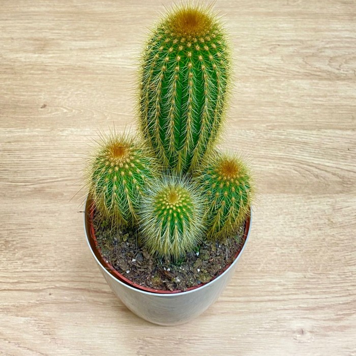 Кактус пилозоцереус зеленый