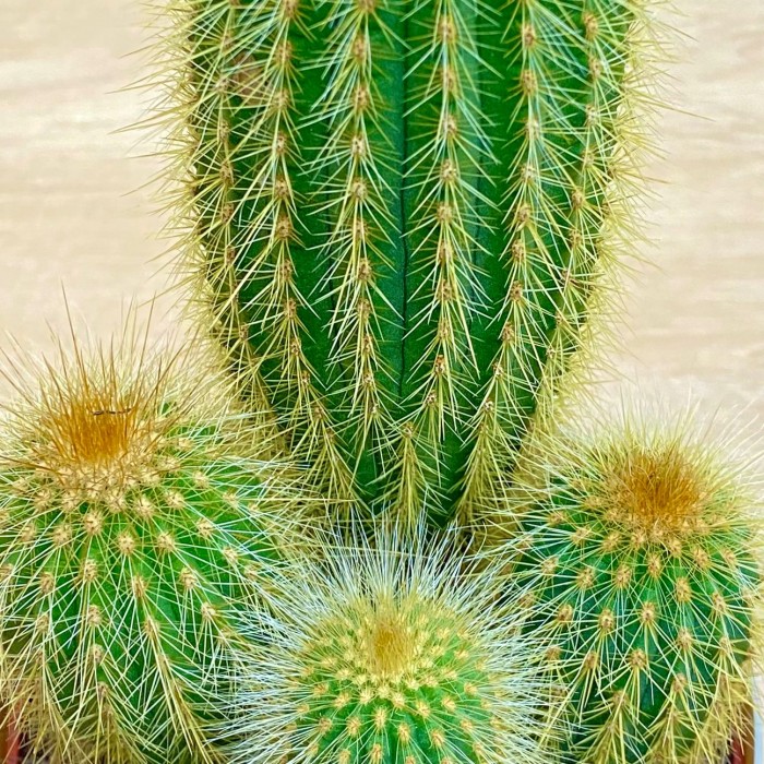 Кактус пилозоцереус зеленый