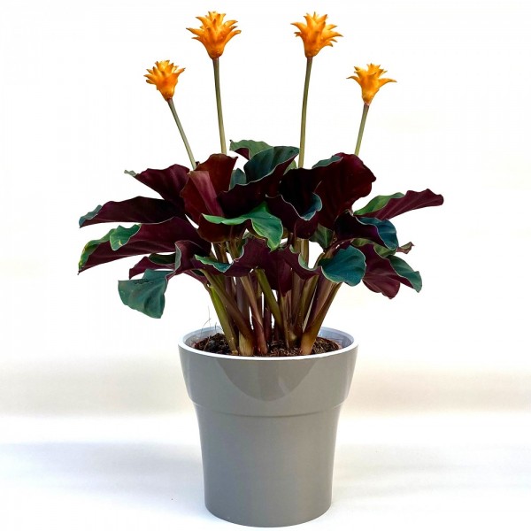 Калатея Кроката