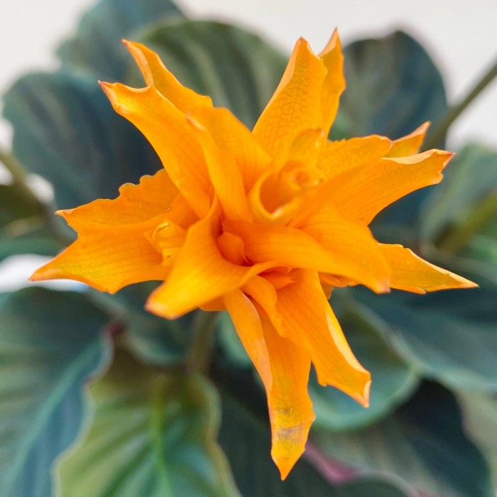 Калатея Кроката