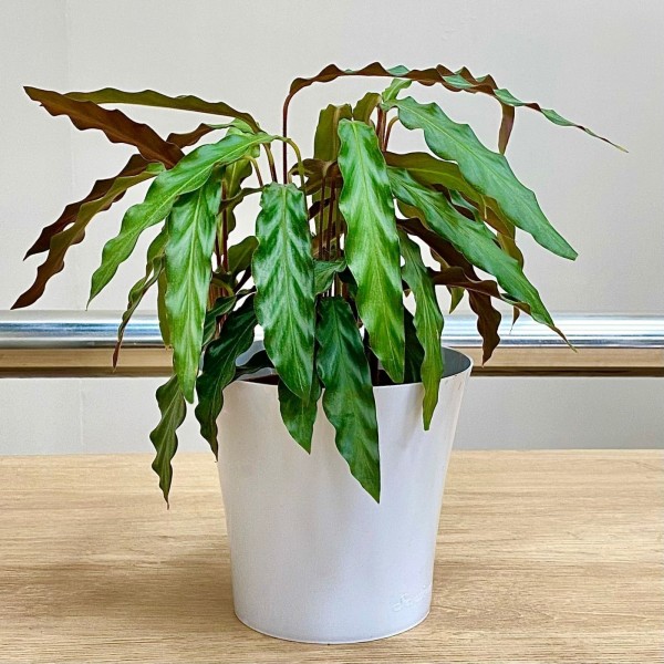 Калатея Руфибарба