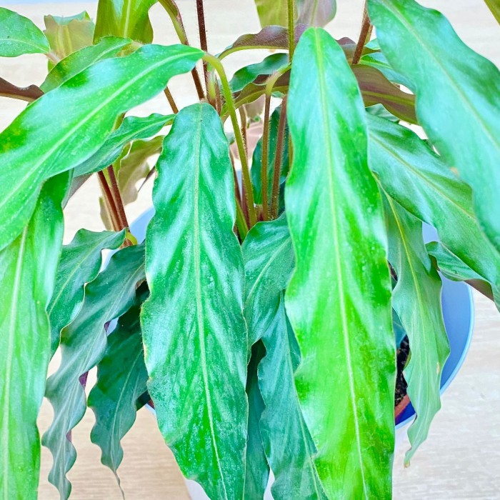 Калатея Руфибарба