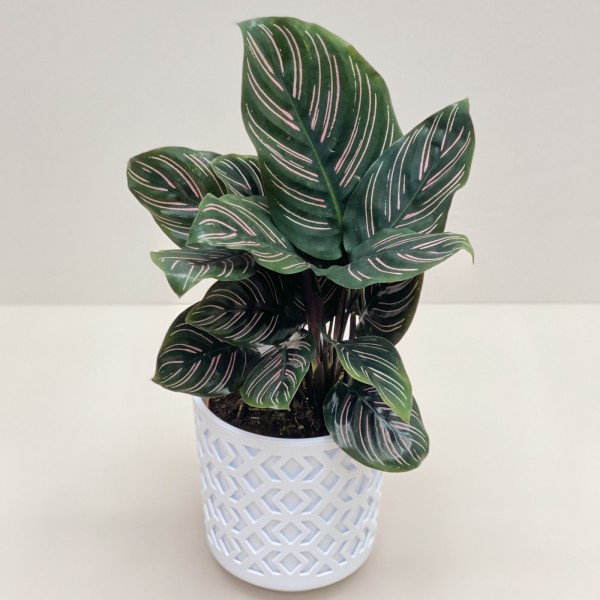 Калатея Сандериана в горшке
