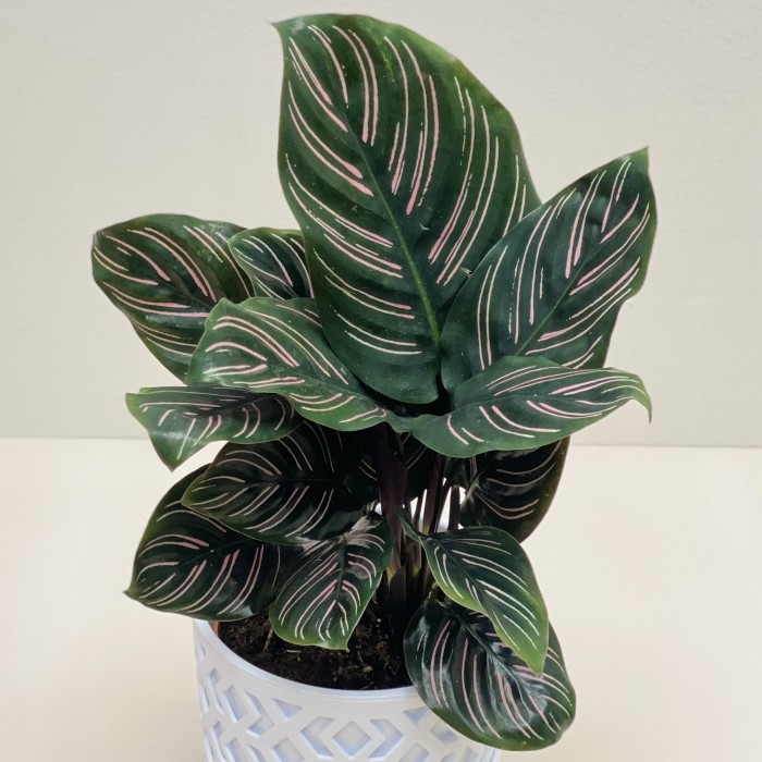 Калатея Сандериана в горшке