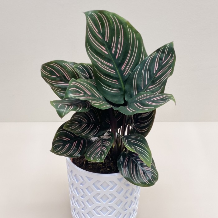Калатея Сандериана в горшке