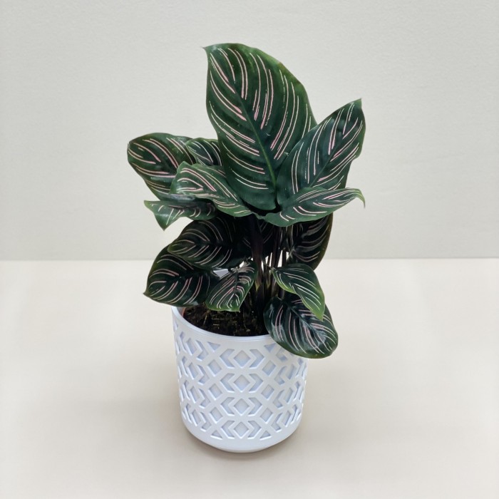 Калатея Сандериана в горшке