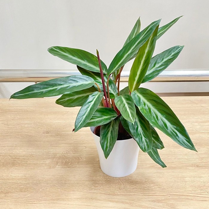 Калатея Страйп Стар