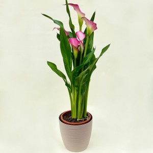 Калла розовая