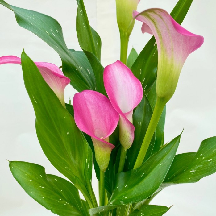 Калла розовая