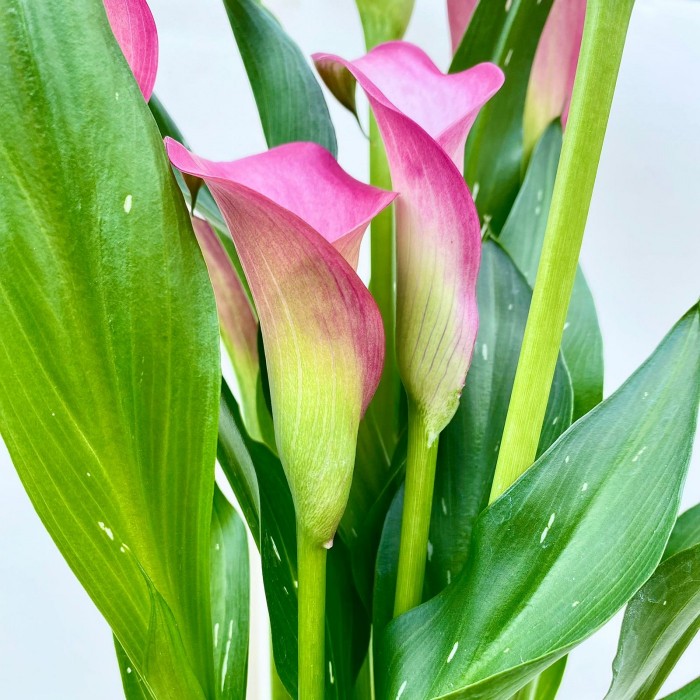 Калла розовая