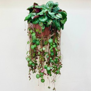 Камнеломка плетеносная